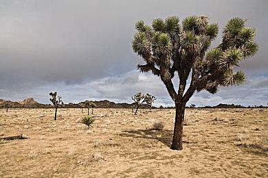 开放世界生存建造游戏《反抗黎明》现已抢先体验推出 获特别好评